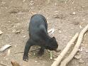 Sun Bear (2)